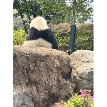上野動物園　ぱんだ